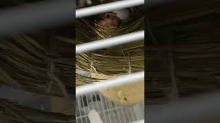 【孵化2日目】ちいちゃくて愛おしい文鳥のひな