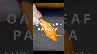 Oak leaf papaya - The fun-size papaya