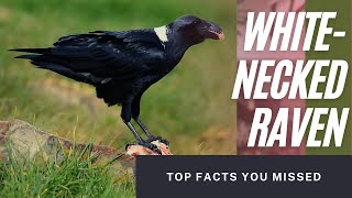 white-necked raven facts