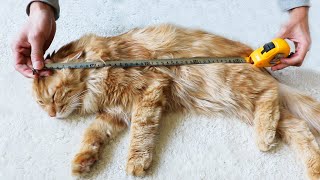 测量猫咪身体长度，铲屎官拿尺子量完之后，发现猫真是深藏不露！