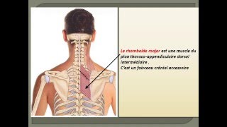 ANATOMIE MS Myologie du Membre Thoracique