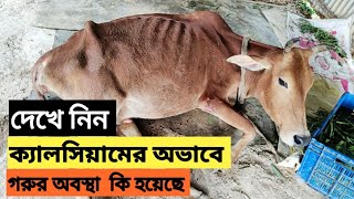 দেখে নিন ক্যালসিয়ামের অভাবে গরুর অবস্থা কি হয়েছে #রূপালী_কৃষি