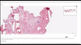 Virtual Microscope