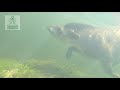 tapirus terrestris anta mergulhando tapir diving