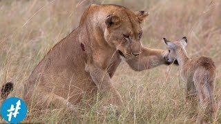 SINGA Ini Nyelamatin ANAK SAPI Dari Terkaman Singa Lainnya...