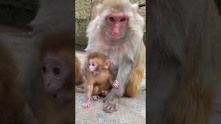 #Monkey mother protecting her chMld 🐒#babymonkey #monkey #animals #thedodo #dodo #saveanimal #shorts