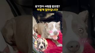 구조된 강아지가 사랑을 받으면? 이렇게 달라집니다!