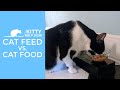 Cat Feed vs Cat Food - Making the Best Choices for Cats