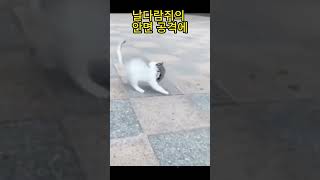 너 고양이에게 뭔 짓을?  - 웃긴고양이영상 #shorts  #고양이 #cat #funny