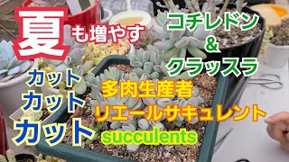 【多肉植物】夏も増やす‼️コチレドン\u0026クラッスラ‼️