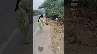 #viral #monkey #bageshawar #bageshwardham #shortsfeed #balaji #banarsena