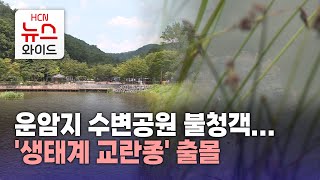 운암지 수변공원 불청객... '생태계 교란종' 출몰/HCN금호방송