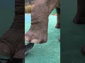 elephant shows incredible intelligence by recognizing human foot unbelievable animal behavior