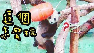 圓寶對點心桶很疑惑，圓寶說：桶桶怎麼玩，偶不會|熊貓貓熊The Giant Panda Yuan Yuan and Yuan Bao|台北市立動物園