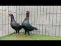 top 10 expensive pigeons. best fancy pigeon. best pigeon loft. amazing pigeon. pigeon viralvideo