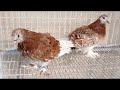 top 10 expensive pigeons. best fancy pigeon. best pigeon loft. amazing pigeon. pigeon viralvideo