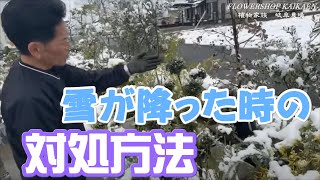 雪が降った時の対処方法　植物　外でも大丈夫？　岐阜農場【おうちでガーデニング】開花園チャンネル