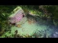 crayfish point mid winter shore dive taroona tasmania