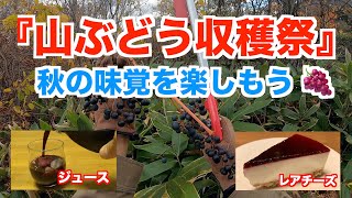 【山ぶどう収穫】山ぶどうジュースを作ろう！