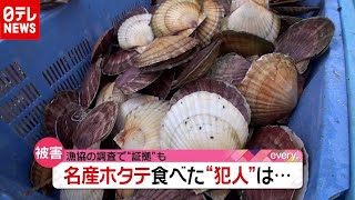 名産ホタテを食べた“犯人”は？ 調査で証拠を発見（2020年11月27日放送「news every.」より）