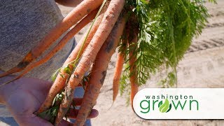 Carrots | Washington Grown | S5E10