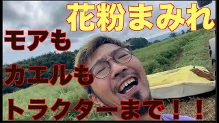 【牧草収穫】魔の草「よもぎ」の猛攻！！