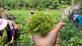 莓茶喝过吗？从莓茶栽种到成品，经历了这些