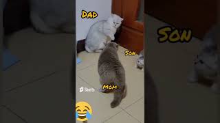 cats comedy video #funnymemes