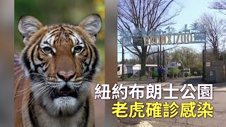 紐約布朗士公園老虎確診感染 狗公園跟進關閉｜動物感染新冠肺炎