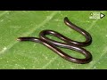 top 10 facts about snakes പാമ്പുകളെ കുറിച്ച് 10 സത്യങ്ങള്‍