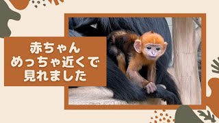 フランソワルトンの赤ちゃん　至近距離での撮影に成功【天王寺動物園】