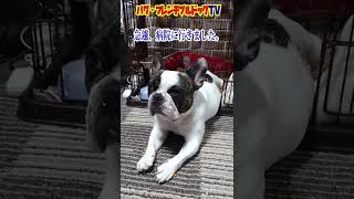 緊急で動画を撮っています。昨晩、急遽、病院に連れて行きました。フレンチブルドッグ『ぶーちゃん日記』