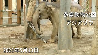 多摩動物公園のアジアゾウ アマラが怒っていました