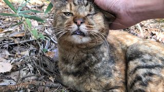 隻眼サビ猫がたくさんお話しがあるようで喋りまくってた