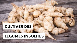 Découverte : Cultiver des légumes insolites