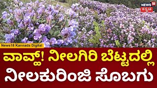 Neelakurinji At Nilgiri Hills | After 12 years, Neelakurinji is blooming in the Nilgiri Hills! | N18V