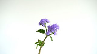 Flower Feature—Using Ageratum in Floral Arrangements