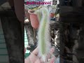 ep 752 แคคตัสหางลิง monkey tail ‘s cactus   hildewintera colademononis ไม่ซนแต่น่ารักมาก