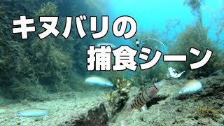 【水中映像】キヌバリの捕食シーン