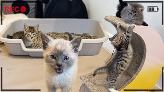 What My Kittens Do While I'm Not Home!