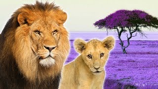 Big Cats for Kids - Animals for Kids - Lion, Tiger, Leopard, Jaguar and more