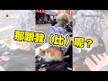 下班見斑鳩黏機車手把上　她無奈請不走：車上被拉一堆屎｜鳥｜鳥屎｜搞笑