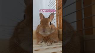 今日は暑いです・・・ #うさぎ #rabbit  #cute #うさぎ動画