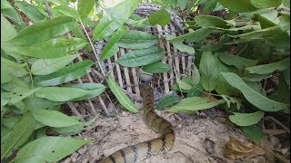 Terrifying! Two Brothers Catch Big Snake on The Road While Going Fish