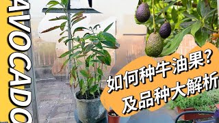 牛油果种植及不同品种解析（关于牛油果，你想知道的都在这里）