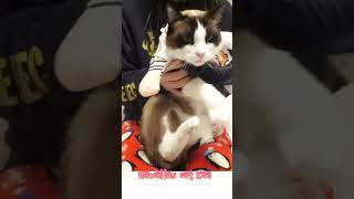 踊らされてれるにゃんこ #shorts #猫ミーム Dancing cat