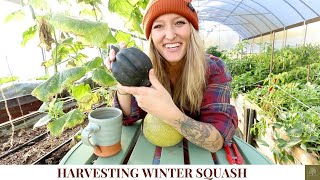 Harvesting Winter Squash + Dealing with DISEASED Plants