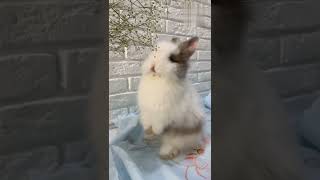 cute rabbit 😍 fanny short video ❤️ viral short video
