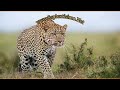 50 meanings of dreaming about leopard