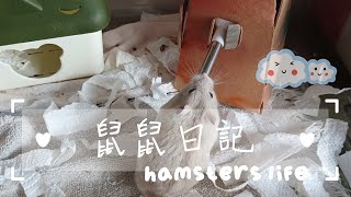 【鼠鼠日記】Ep.1|倉鼠內心戲？|倉鼠配糧😃